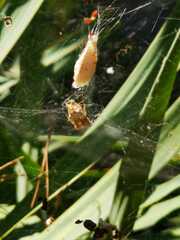 Cyrtophora citricola