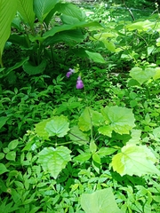 Salvia acerifolia