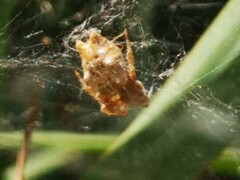 Cyrtophora citricola