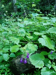 Salvia acerifolia