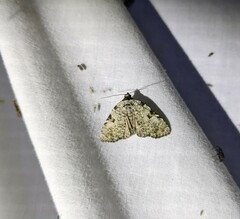 Leuconycta