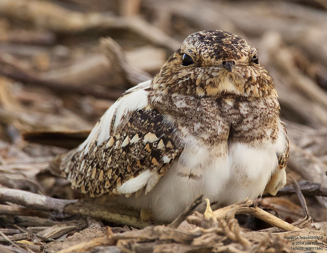 Lesser Nighthawk illustration