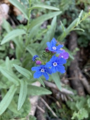 Hackelia velutina