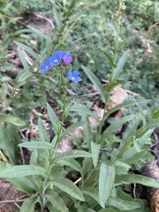 Hackelia velutina