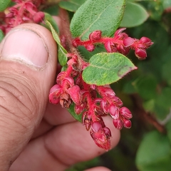 Gaultheria erecta
