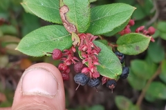 Gaultheria erecta
