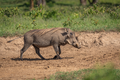 Phacochoerus africanus massaicus