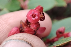 Gaultheria erecta