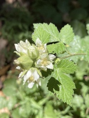 Rubus glaucifolius