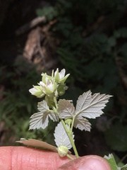 Rubus glaucifolius