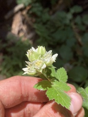 Rubus glaucifolius