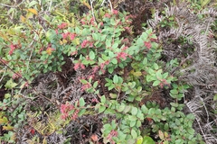 Gaultheria erecta