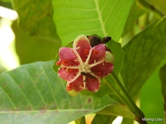 Dillenia suffruticosa