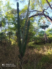Cereus jamacaru