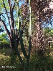 Cereus jamacaru