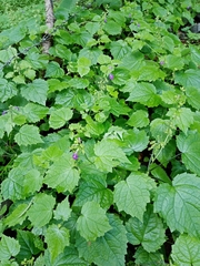 Salvia acerifolia