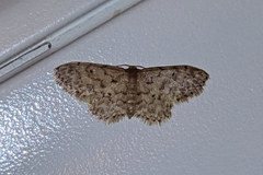 Idaea nevadata