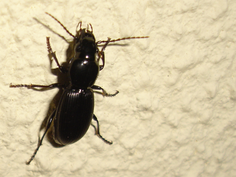 Pterostichus ebenus