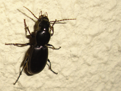 Pterostichus ebenus