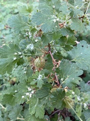 Aceria breakeyi