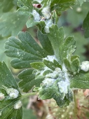 Aceria breakeyi
