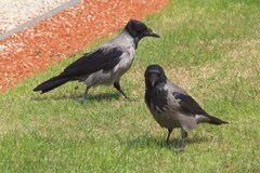 Corvus cornix