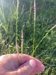 Polygala appendiculata