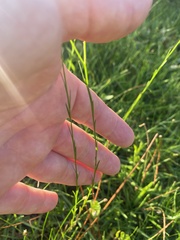 Polygala appendiculata