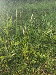 Polygala appendiculata