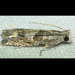 Epiblema minutana