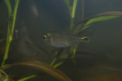 Iguape Tetra photo 4