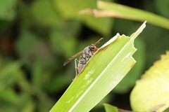 Polistes pacificus