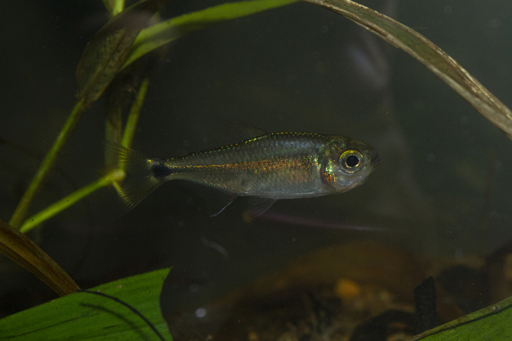 Iguape Tetra