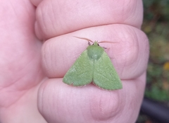 Jochroa chlorogastra