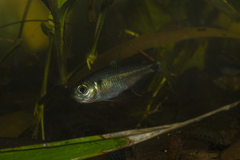Iguape Tetra photo 5