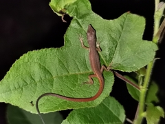 Takydromus intermedius