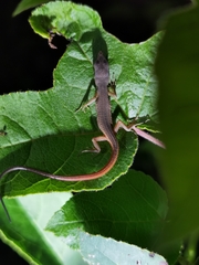 Takydromus intermedius