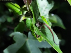 Takydromus intermedius