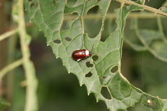 Asphaera chontalensis