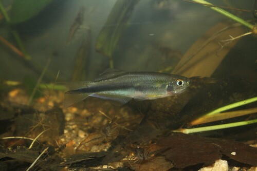 Blue tetra (Mimagoniates microlepis) — Characidae — 4