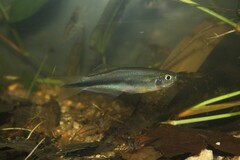 Mimagoniates microlepis
