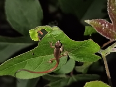 Takydromus intermedius