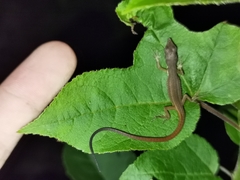 Takydromus intermedius