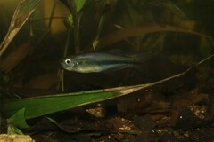 Mimagoniates microlepis