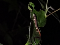 Takydromus intermedius