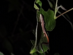 Takydromus intermedius