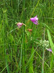 Calopogon tuberosus tuberosus