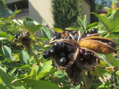 Paeonia suffruticosa