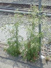 Parthenium hysterophorus