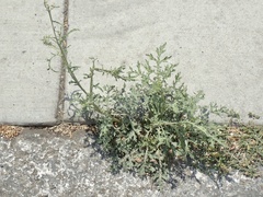 Parthenium hysterophorus